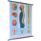 Medische Plaat – Schoolkaart – Het Brein thumbnail 1