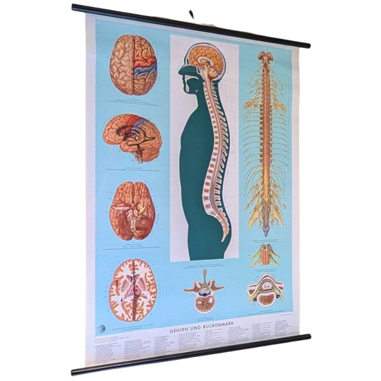 Medische Plaat – Schoolkaart – Het Brein 1
