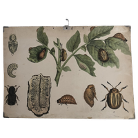 Oude Schoolplaat Coloradokever (Leptinotarsa Decemlineata) En Letterzetter (Schorskever)