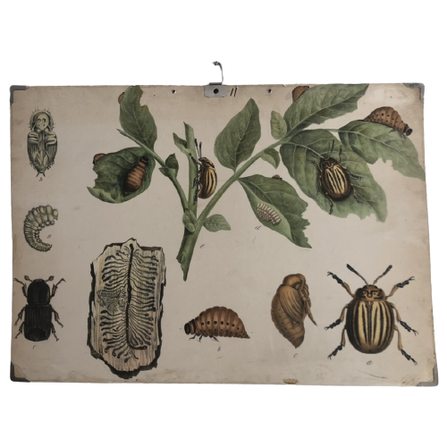 Oude Schoolplaat Coloradokever (Leptinotarsa Decemlineata) En Letterzetter (Schorskever)