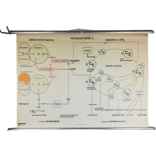 Schoolplaat - Fotosynthese 2