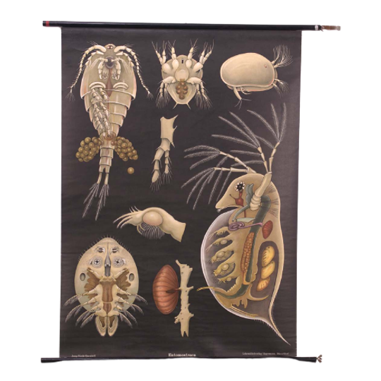 Jung Koch Quentell ‘entomostraca’ 60234 1