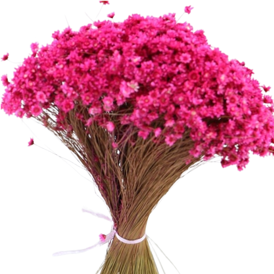 Glixia Starflower Roze Fuchsia 100 Gram 1
