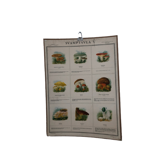 Vintage Schoolplaat Met Paddestoelen “Svamptavla” 1