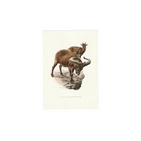 Vintage Print Koebantoer