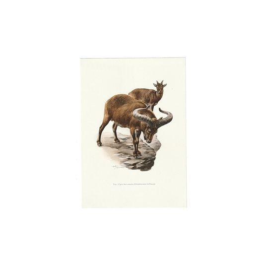 Vintage Print Koebantoer 1