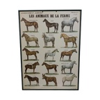 Vintage Paarden Soorten Plaat/ Poster- 63 X 46Cm Frans €125 thumbnail 1