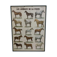 Vintage Paarden Soorten Plaat/ Poster- 63 X 46Cm Frans €125