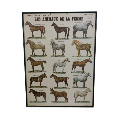 Vintage Paarden Soorten Plaat/ Poster- 63 X 46Cm Frans €125