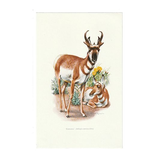 Vintage Print Taurotragus 1