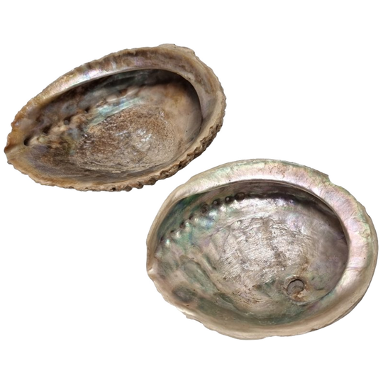 Vintage Abalone Schelpen Uit New Zeeland 1