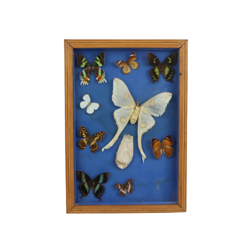 Kleurrijke Ingelijste Vlinders Taxidermie Opgezet Insect Display 9 Stuks