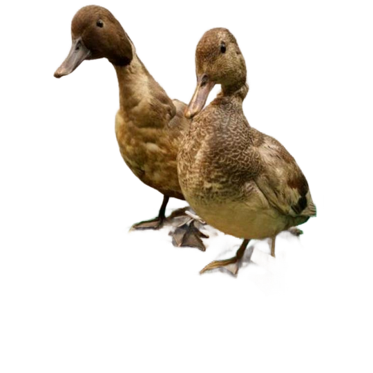 Koppel Eenden, Taxidermie Opgezette Eendjes, Woerd En Eend 1