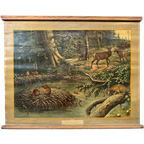 Vintage Linnen Schoolkaart – Noord-amerikaanse Woudbewoners thumbnail 1