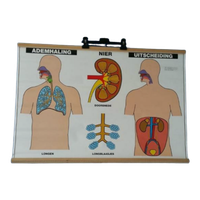 Retro Vintage Schoolplaat Nieren, Ademhaling Uitscheiding