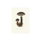 Vintage Print Geschubde Boleet thumbnail 1