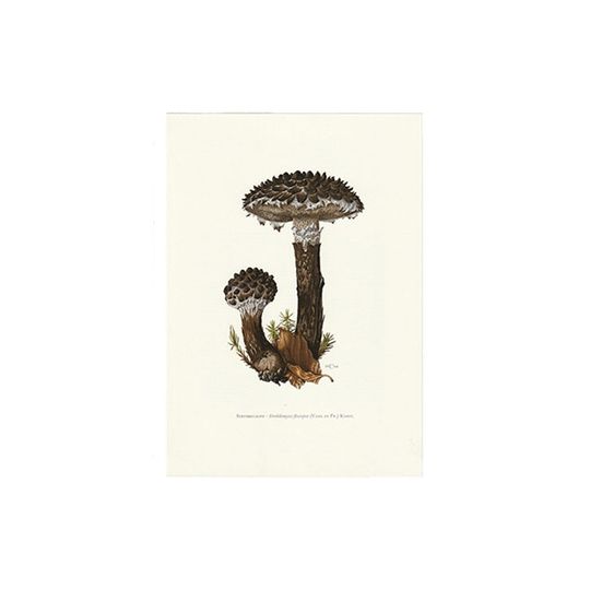 Vintage Print Geschubde Boleet 1