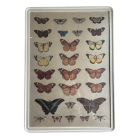 Poster Vlinders In Lijst Xl