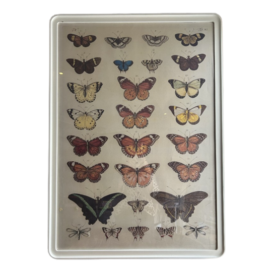 Poster Vlinders In Lijst Xl 1