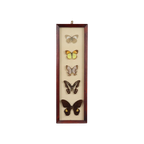 Ingelijste Aziatische Vlinders Taxidermie Opgezet Insect Display 5 Stuks 14X42Cm thumbnail 1