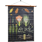 Vintage Botanische Schoolkaart thumbnail 1