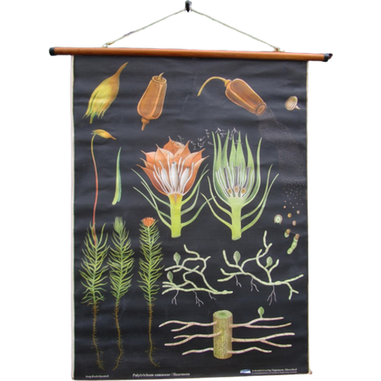 Vintage Botanische Schoolkaart 1