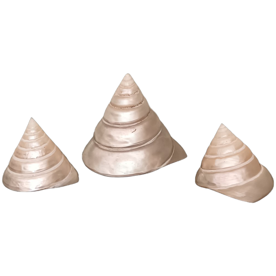 Trochius Mother Of Pearl 1
