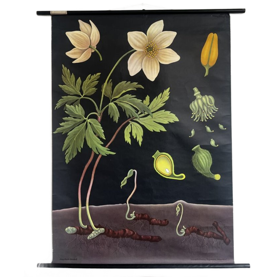Botanische Schoolkaart – Anemoon 🌸 1