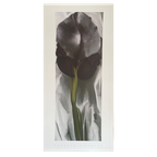 G. O’keeffe (1887-1986), Dark Iris I, 1927, thumbnail 1