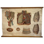 Respiratory Tract – Schoolkaart thumbnail 1