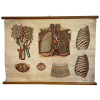 Respiratory Tract – Schoolkaart