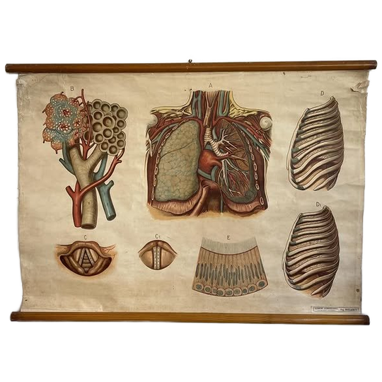 Respiratory Tract – Schoolkaart 1