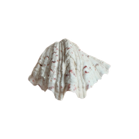 Grote Doopvontschelp / Doopvont Schelp