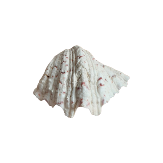 Grote Doopvontschelp / Doopvont Schelp 1