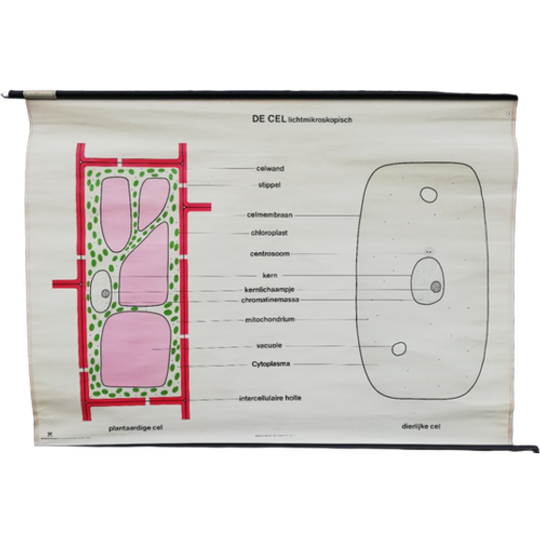 Schoolplaat - De Cel (lichtmicroscopisch) 1