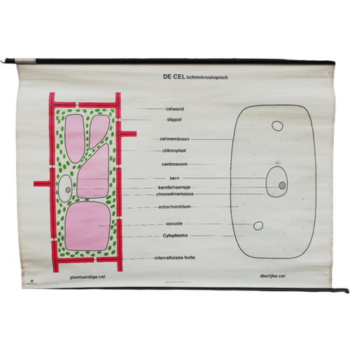 Schoolplaat - De Cel (Lichtmicroscopisch)