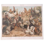 * Antieke Prent Over Hanen Kippen Boeken Plaat Prent thumbnail 1