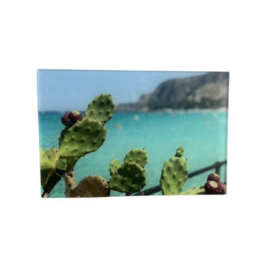 Foto Cactus Op Plexi 1