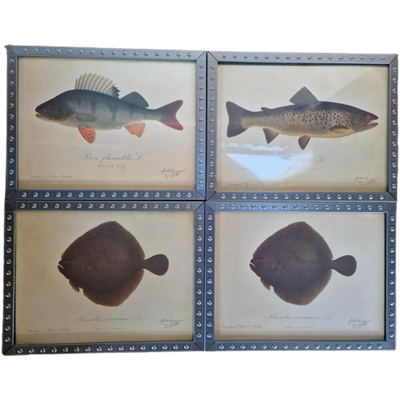 4 Vintage Ikea Vissen Lithografie In Mooie Lijsten