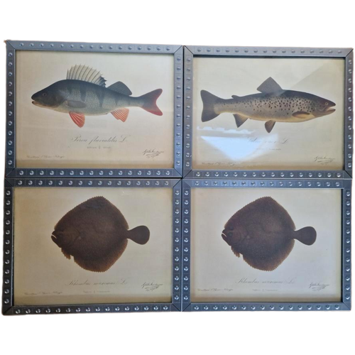 4 Vintage Ikea Vissen Lithografie In Mooie Lijsten