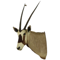 Prachtige Vintage Opgezette Oryx Antilope Gemsbok Taxidermie