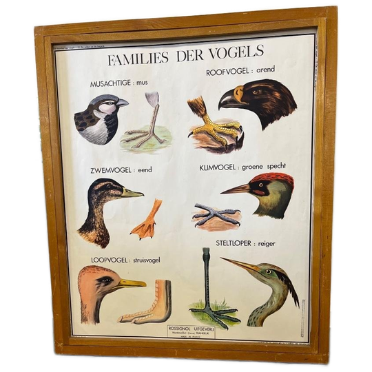 Vintage Houten Kader Met 9 Prenten Recto-verso Biologie 1