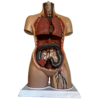 Torso🫀 thumbnail 1