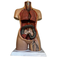 Torso🫀