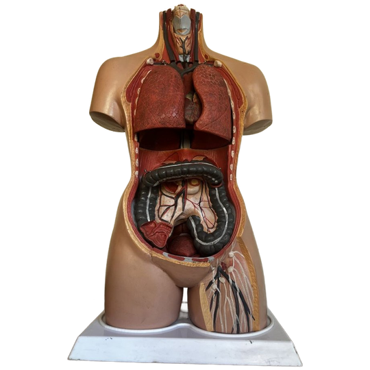 Torso🫀 1