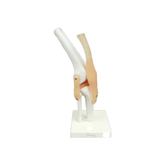 Anatomisch Model Kniegewricht 1