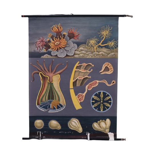 Steinkorallen Ofwel Steenkoraal 60026 1