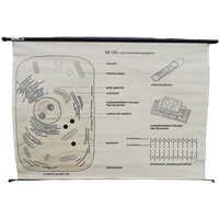 Schoolplaat - De Cel (Elektronenmicroscopisch)