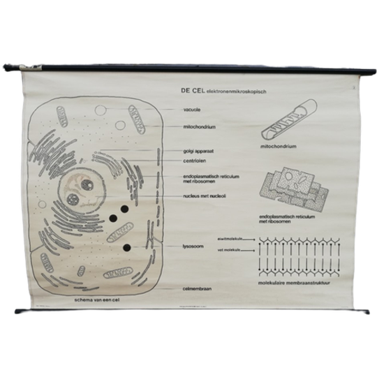 Schoolplaat - De Cel (elektronenmicroscopisch) 1