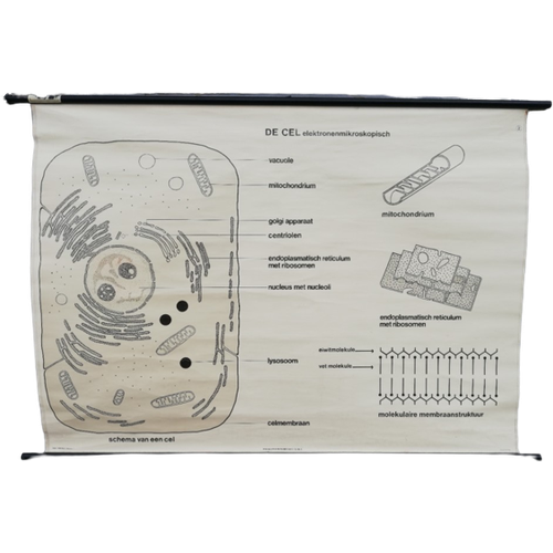 Schoolplaat - De Cel (Elektronenmicroscopisch)